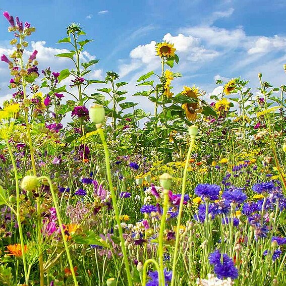 Photo of a wildflower meadow planted by PFREUNDT