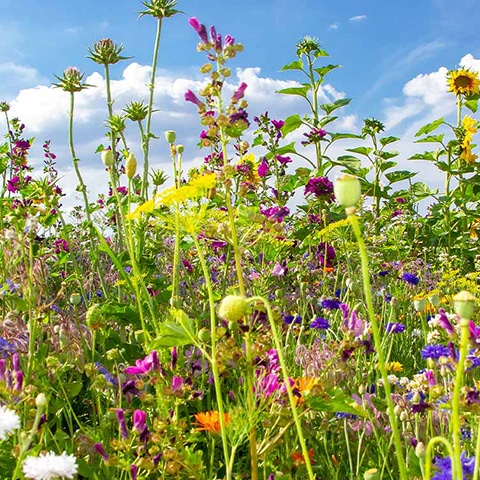 Prado de flores de colores al sol bajo un cielo azul, símbolo de la diversidad y la sostenibilidad de los sistemas de productos de PFREUNDT.