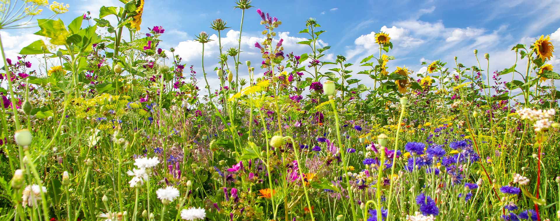 Prado de flores de colores bajo un cielo despejado, símbolo de diversidad y crecimiento, en sintonía con los sistemas de pesaje móviles de PFREUNDT.